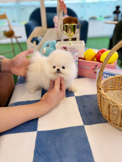 Pomeranian - Connie(Male) - Beautiful puppy teacup puppy with adorable features available for adoption from Velydog