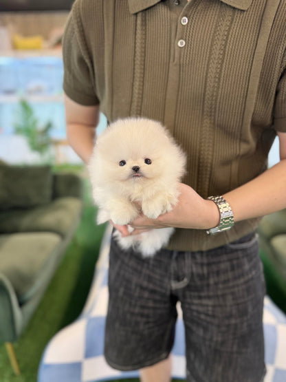 Pomeranian - Connie(Male) - Beautiful puppy teacup puppy with adorable features available for adoption from Velydog