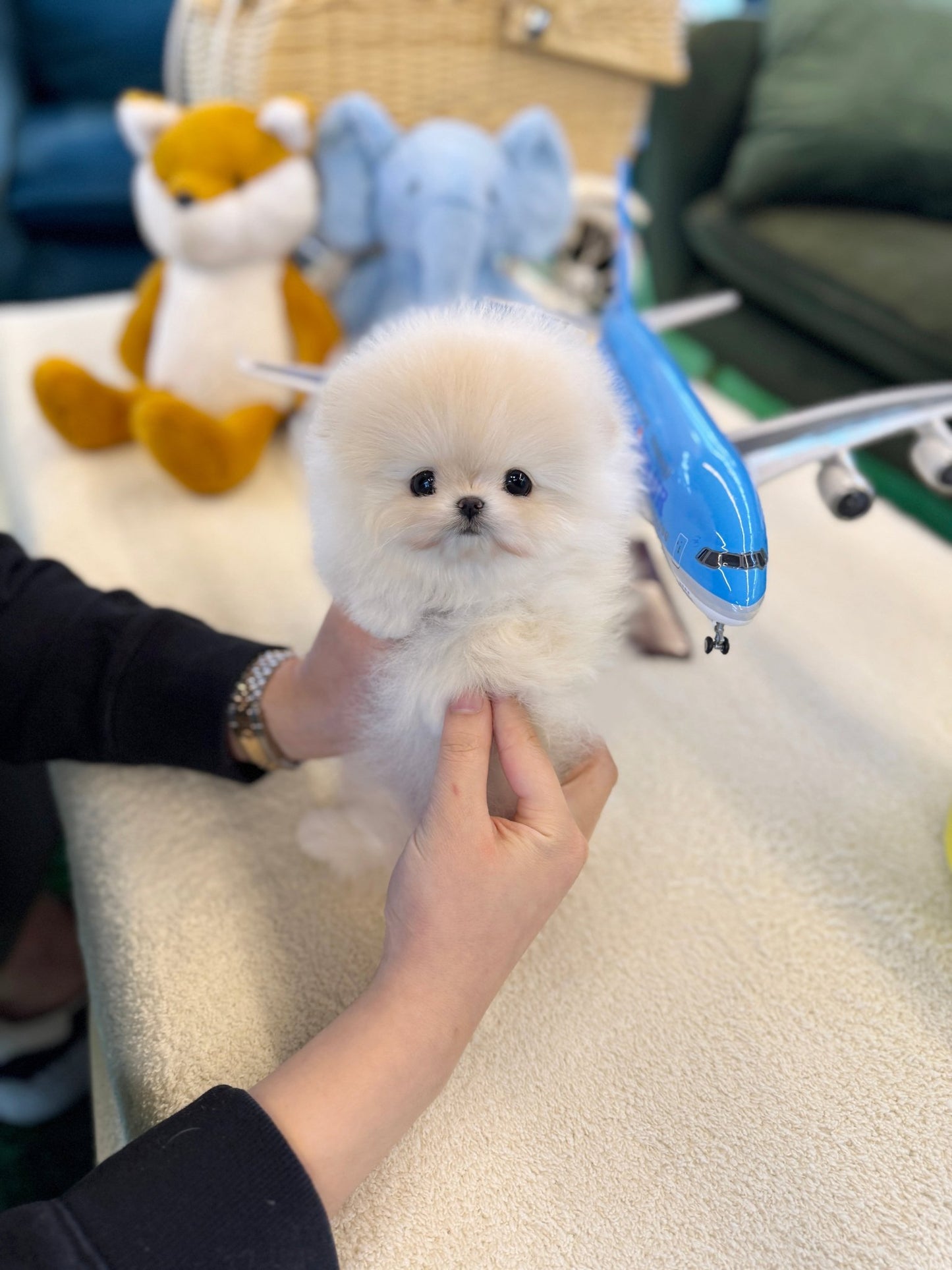 Pomeranian - Crammy(Female) - Beautiful puppy teacup puppy with adorable features available for adoption from Velydog