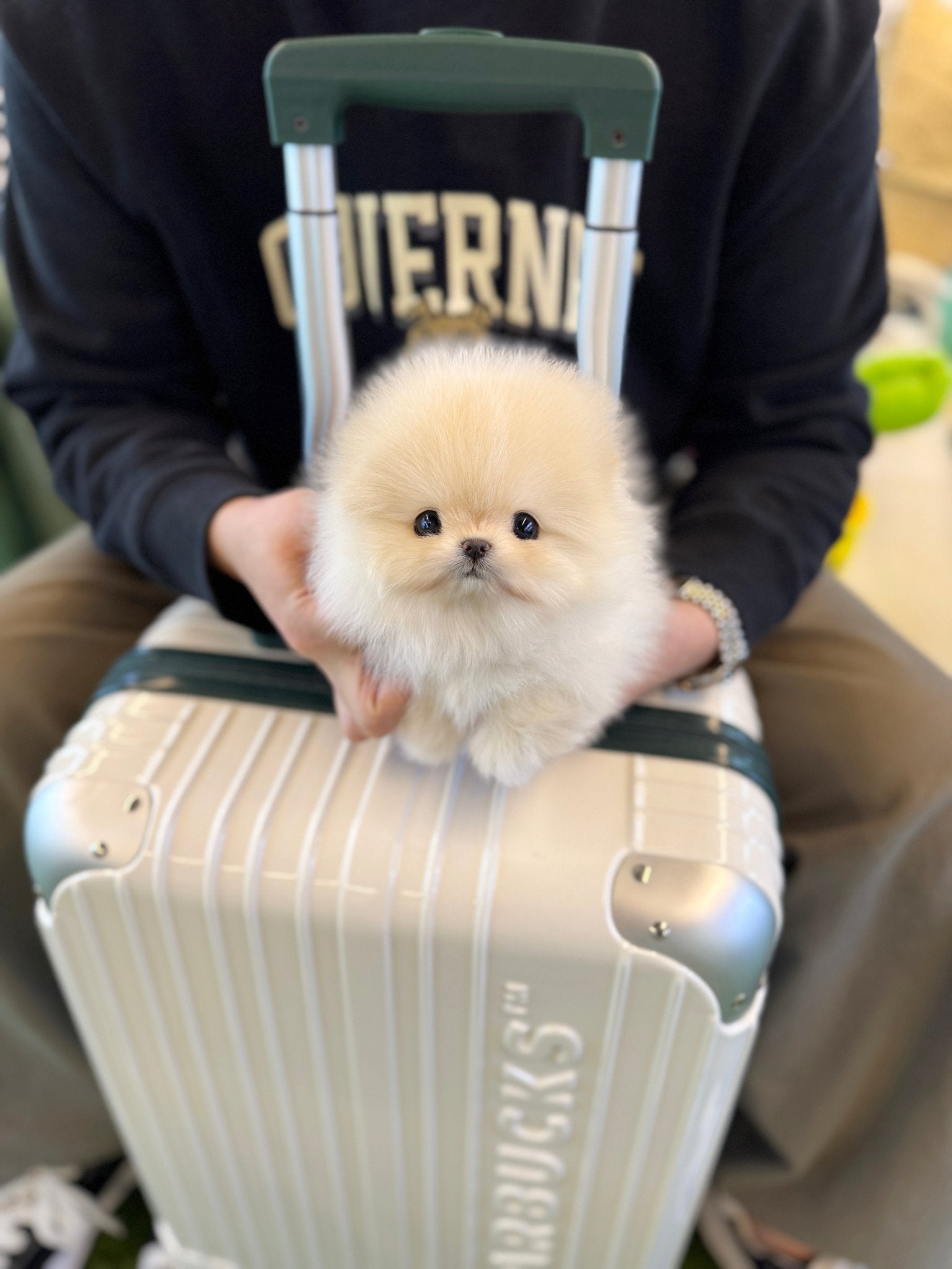 Pomeranian - Crammy(Female) - Beautiful puppy teacup puppy with adorable features available for adoption from Velydog