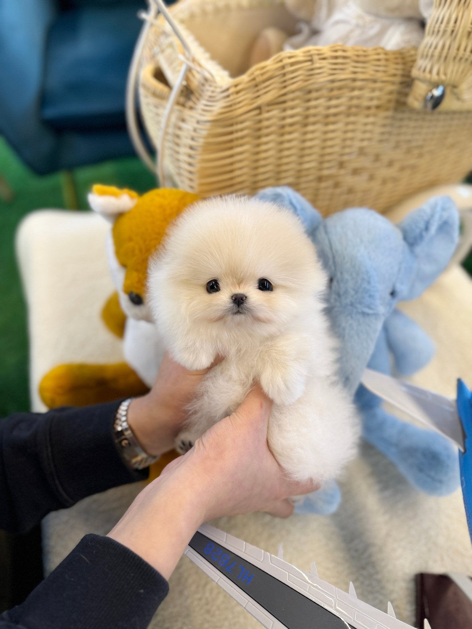 Pomeranian - Crammy(Female) - Beautiful puppy teacup puppy with adorable features available for adoption from Velydog