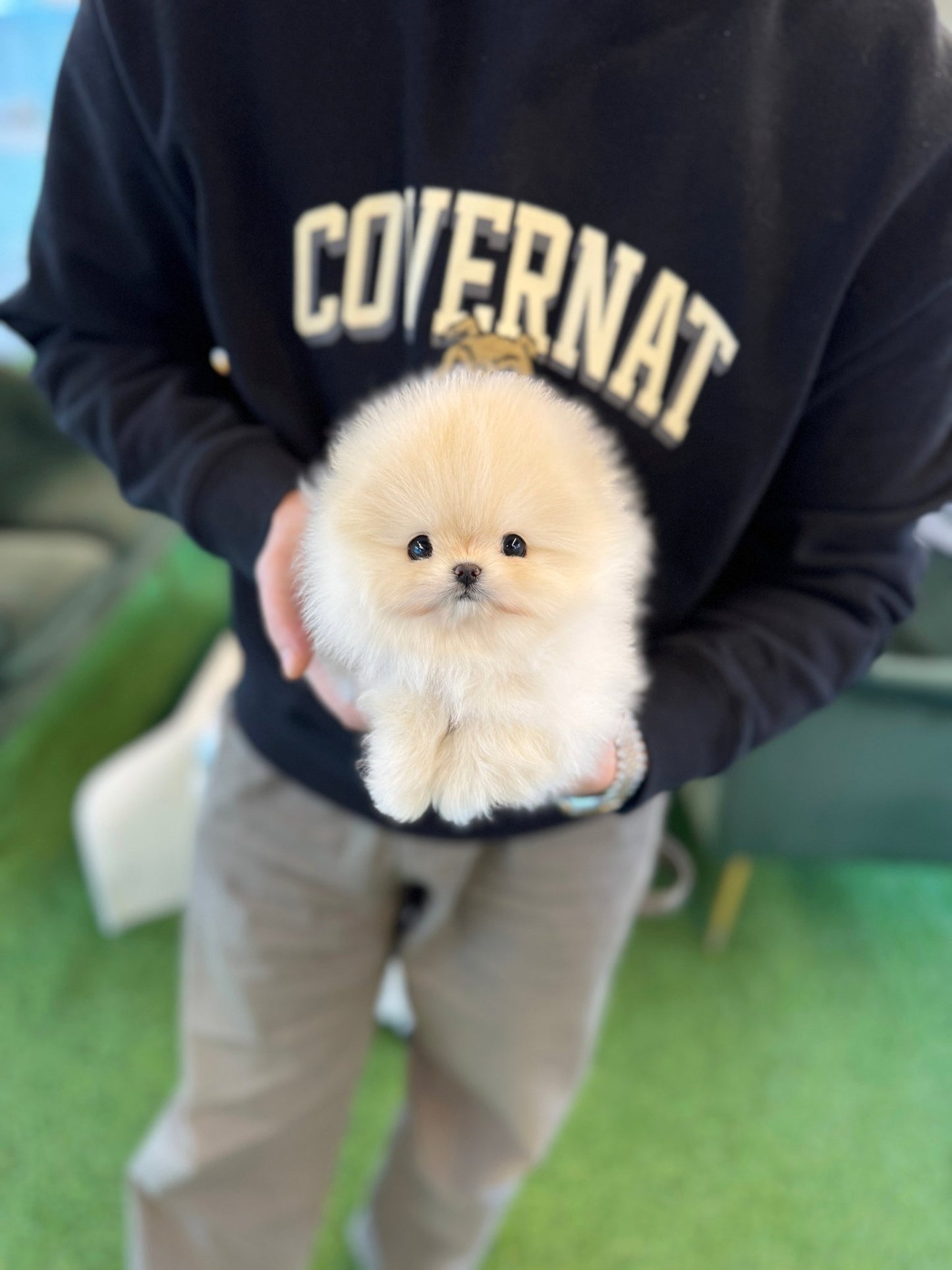 Pomeranian - Crammy(Female) - Beautiful puppy teacup puppy with adorable features available for adoption from Velydog