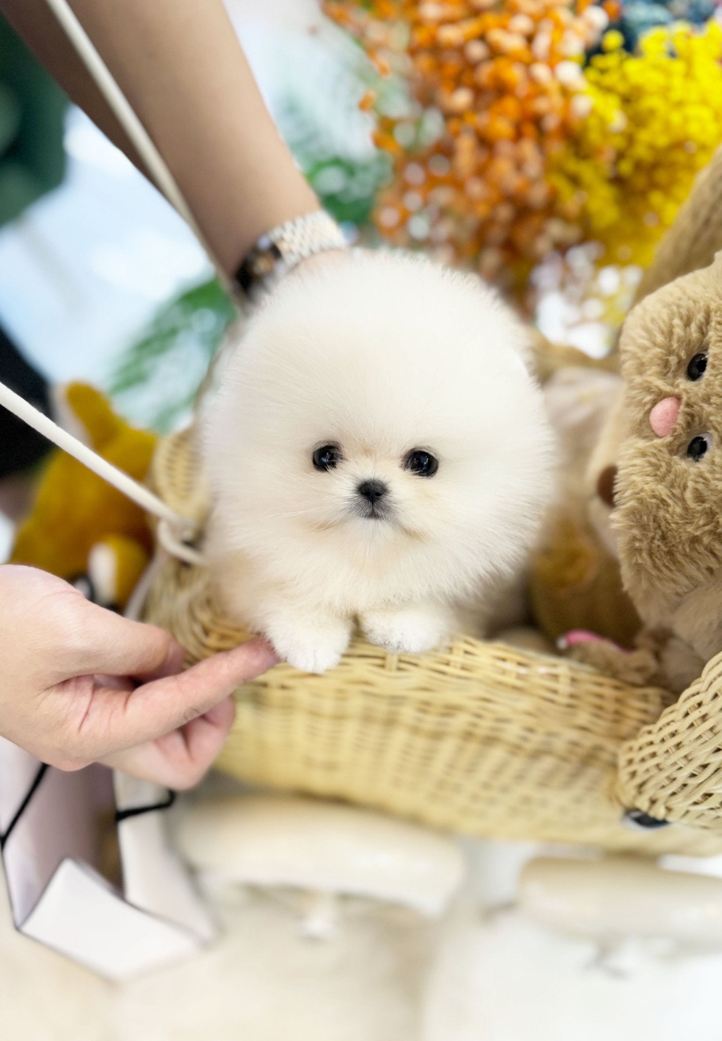 Pomeranian - Dambi(Male) - Beautiful puppy teacup puppy with adorable features available for adoption from Velydog