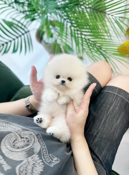 Pomeranian - Dambi(Male) - Beautiful puppy teacup puppy with adorable features available for adoption from Velydog