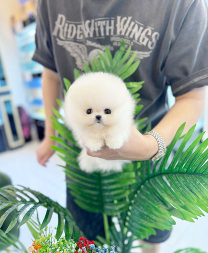 Pomeranian - Dambi(Male) - Beautiful puppy teacup puppy with adorable features available for adoption from Velydog