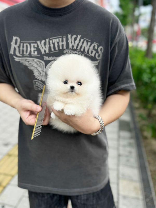 Pomeranian - Dambi(Male) - Beautiful puppy teacup puppy with adorable features available for adoption from Velydog