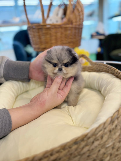 Pomeranian - Diamond(Female) - Beautiful puppy teacup puppy with adorable features available for adoption from Velydog