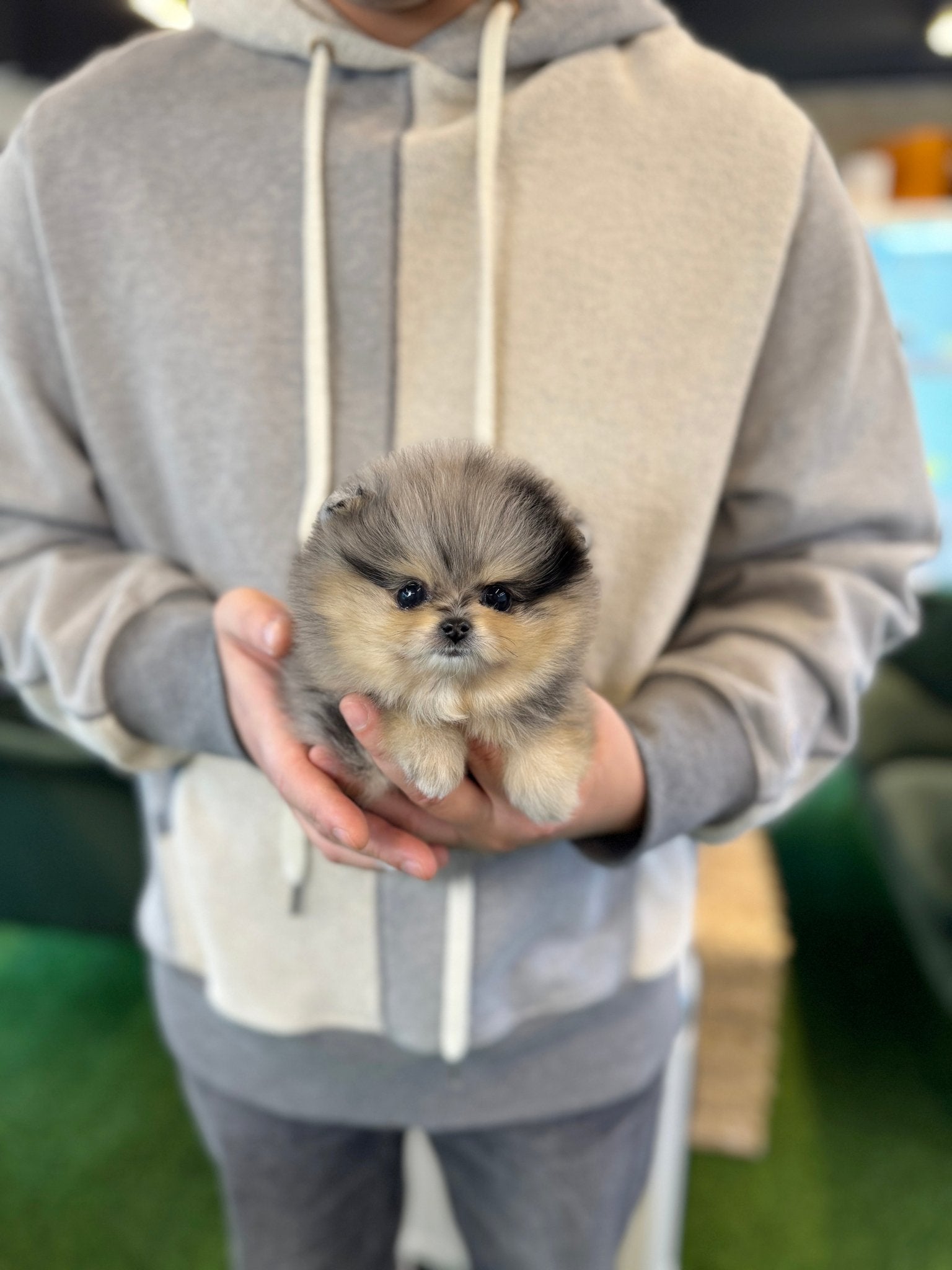 Pomeranian - Diamond(Female) - Beautiful puppy teacup puppy with adorable features available for adoption from Velydog