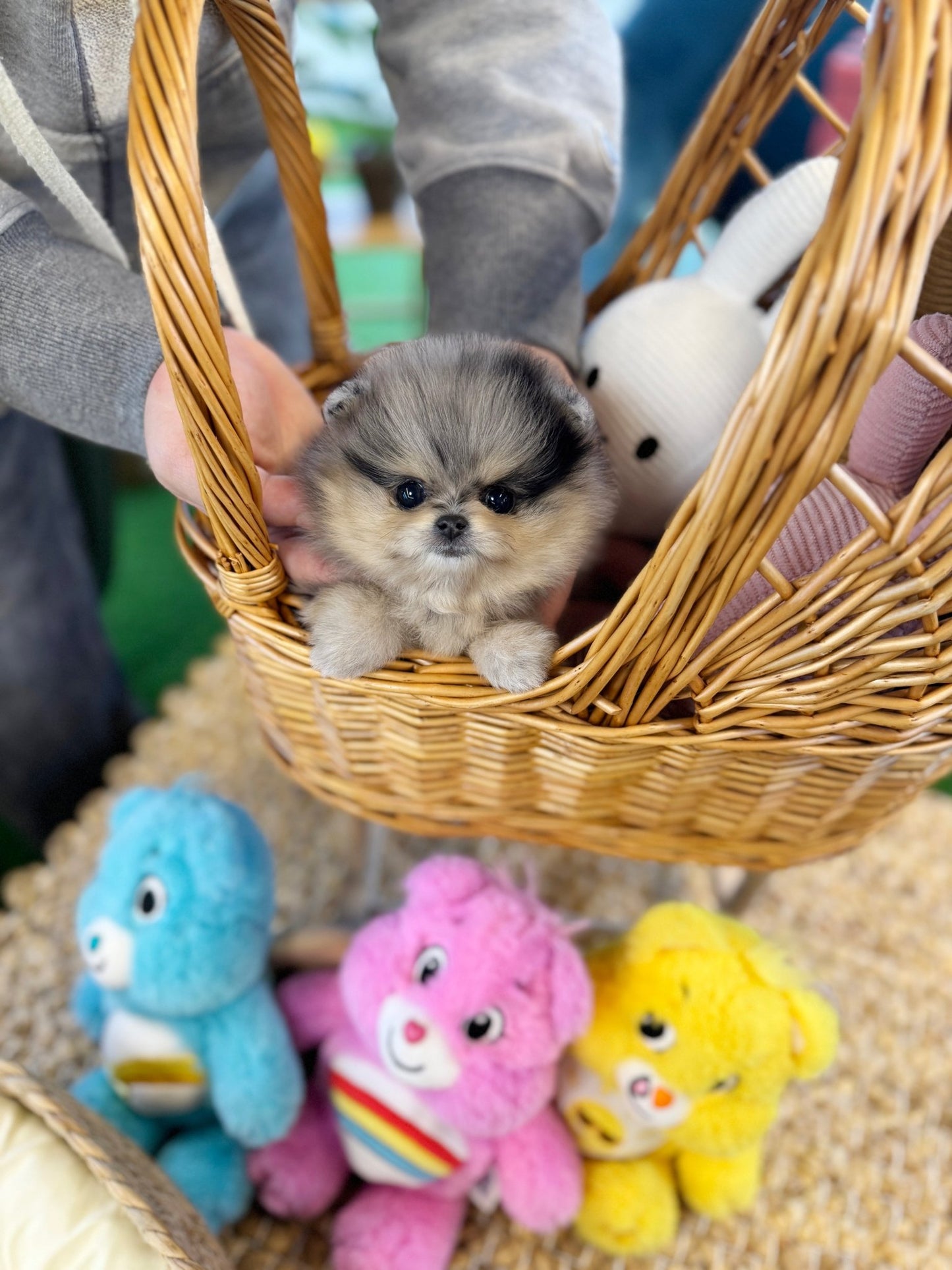 Pomeranian - Diamond(Female) - Beautiful puppy teacup puppy with adorable features available for adoption from Velydog