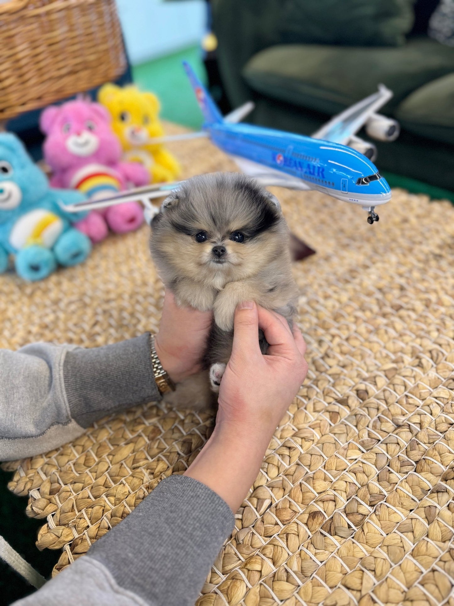 Pomeranian - Diamond(Female) - Beautiful puppy teacup puppy with adorable features available for adoption from Velydog