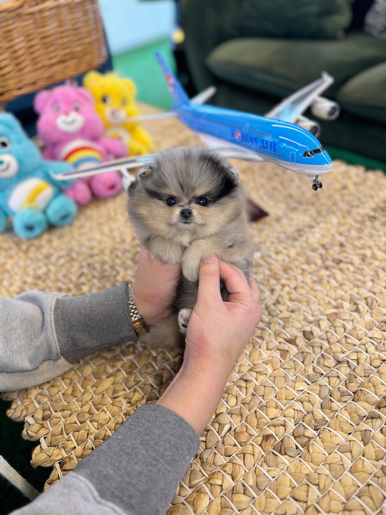 Pomeranian - Diamond(Female) - Beautiful puppy teacup puppy with adorable features available for adoption from Velydog