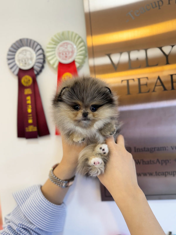 Pomeranian - Disney(Female) - Beautiful puppy teacup puppy with adorable features available for adoption from Velydog