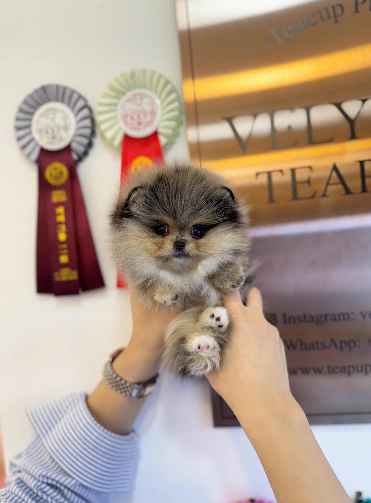 Pomeranian - Disney(Female) - Beautiful puppy teacup puppy with adorable features available for adoption from Velydog