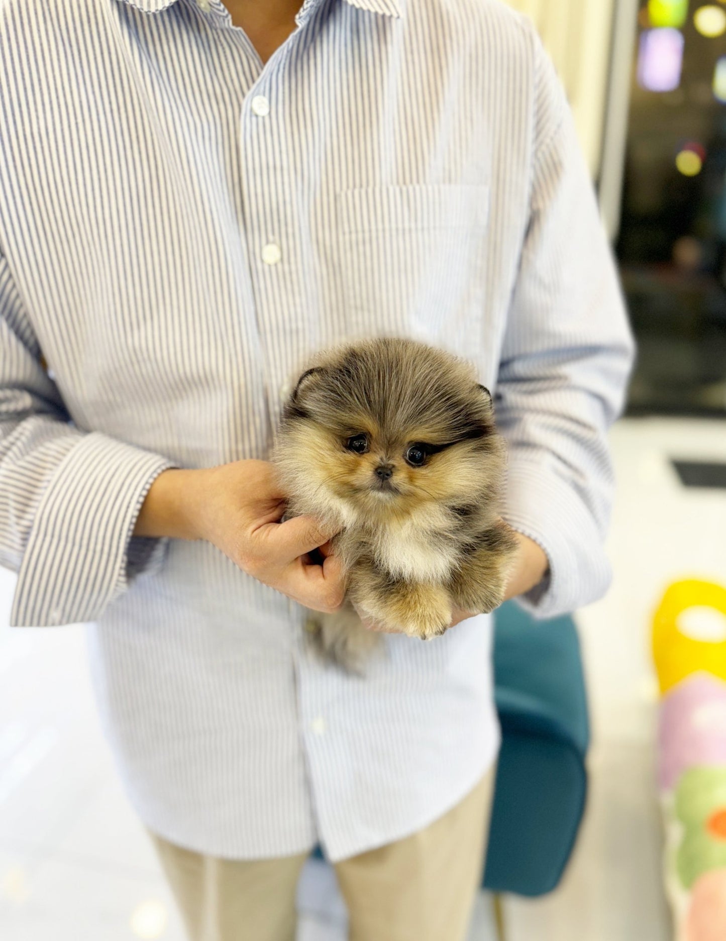 Pomeranian - Disney(Female) - Beautiful puppy teacup puppy with adorable features available for adoption from Velydog