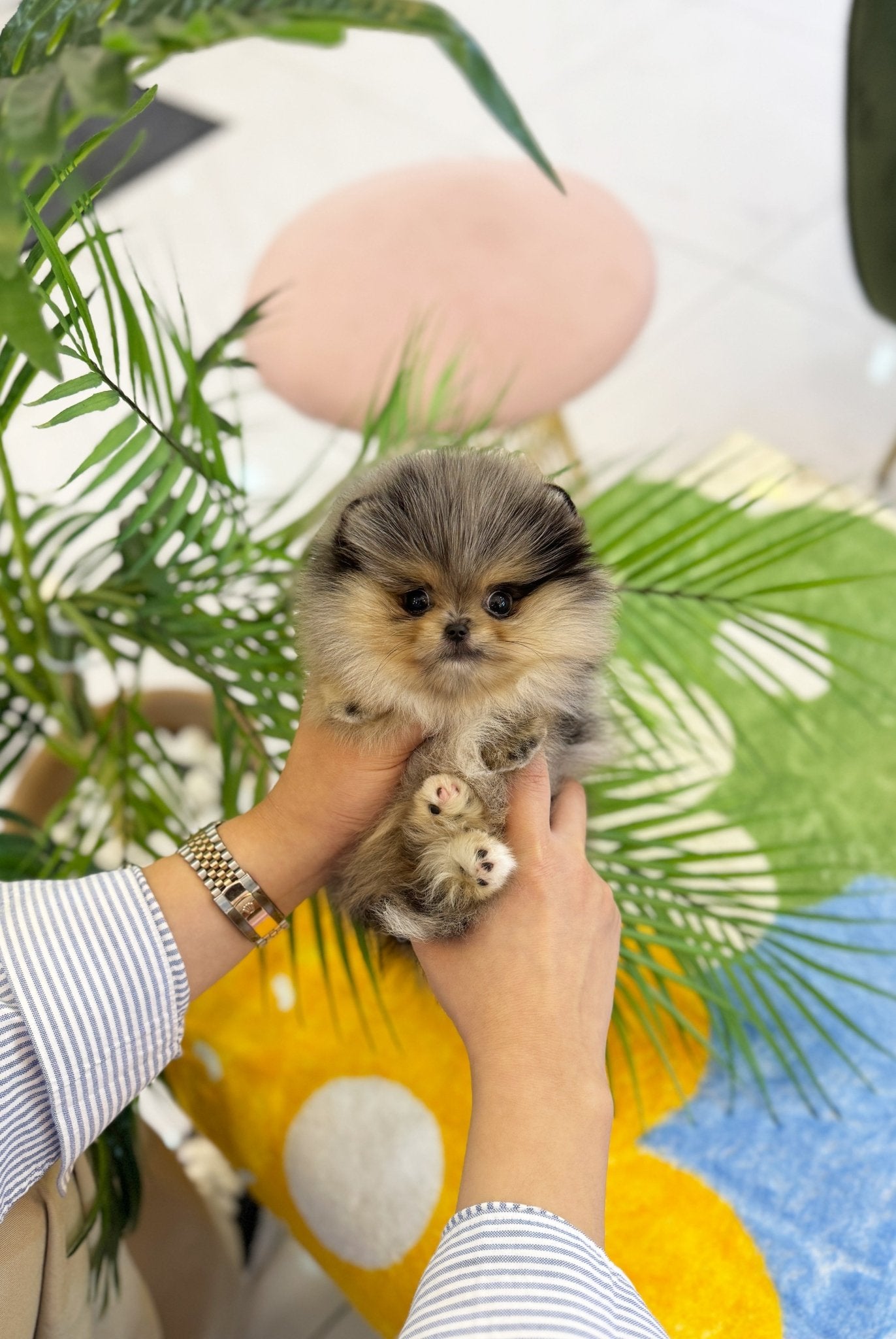 Pomeranian - Disney(Female) - Beautiful puppy teacup puppy with adorable features available for adoption from Velydog