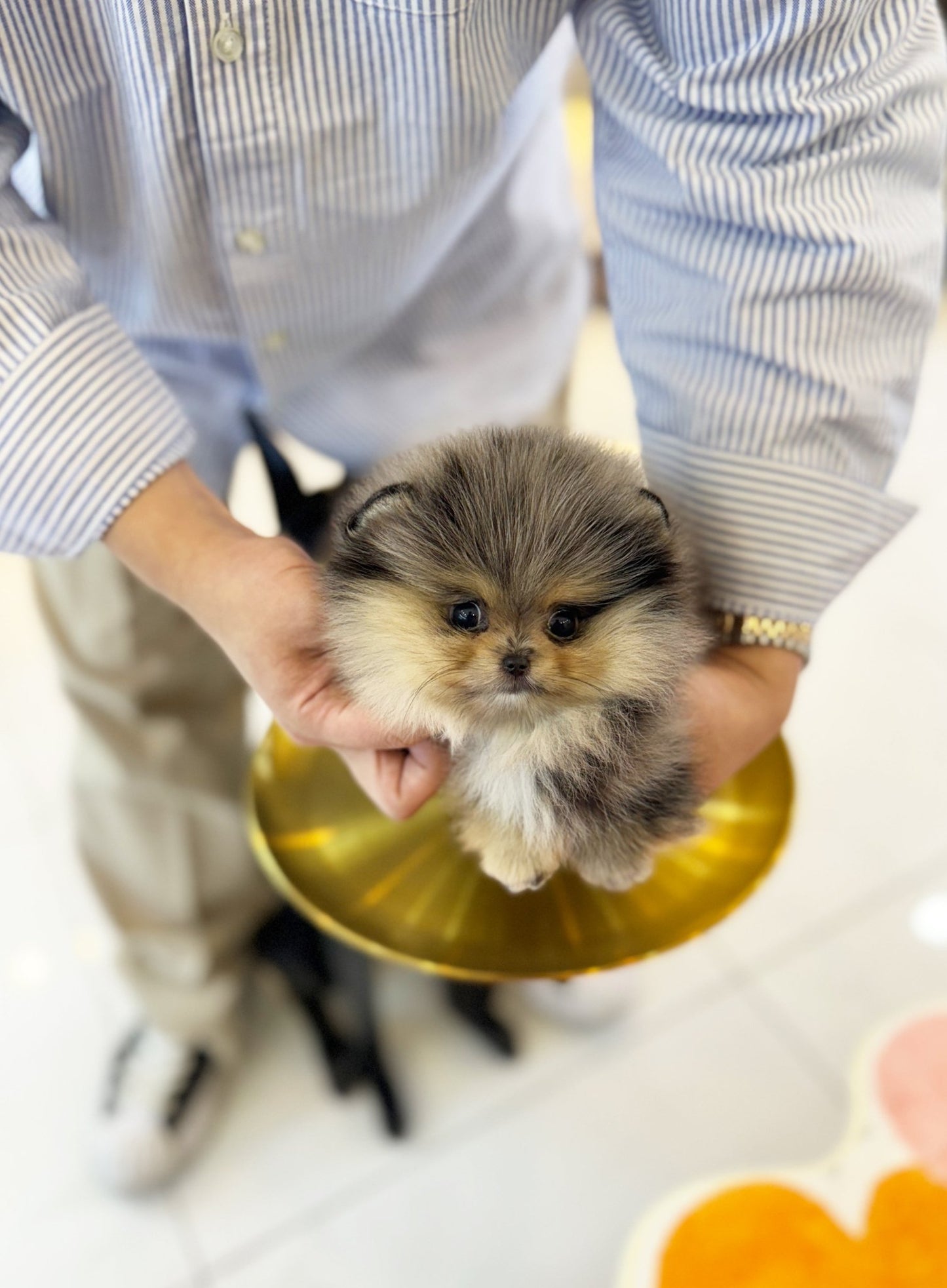 Pomeranian - Disney(Female) - Beautiful puppy teacup puppy with adorable features available for adoption from Velydog