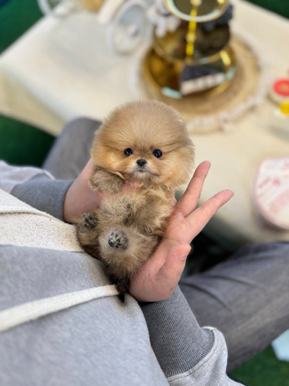 Pomeranian - Dobby(male) - Beautiful puppy teacup puppy with adorable features available for adoption from Velydog