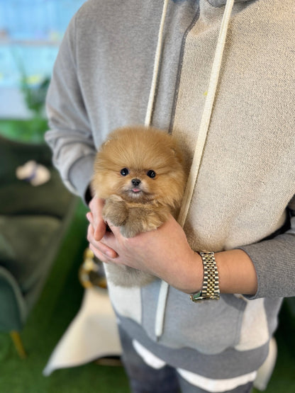 Pomeranian - Dobby(male) - Beautiful puppy teacup puppy with adorable features available for adoption from Velydog