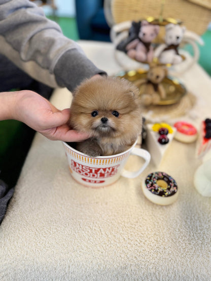 Pomeranian - Dobby(male) - Beautiful puppy teacup puppy with adorable features available for adoption from Velydog