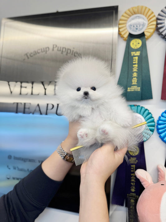 Pomeranian - Dodam(Female) - Beautiful puppy teacup puppy with adorable features available for adoption from Velydog