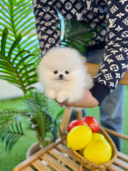 Pomeranian - Dolong(Male) - Beautiful puppy teacup puppy with adorable features available for adoption from Velydog