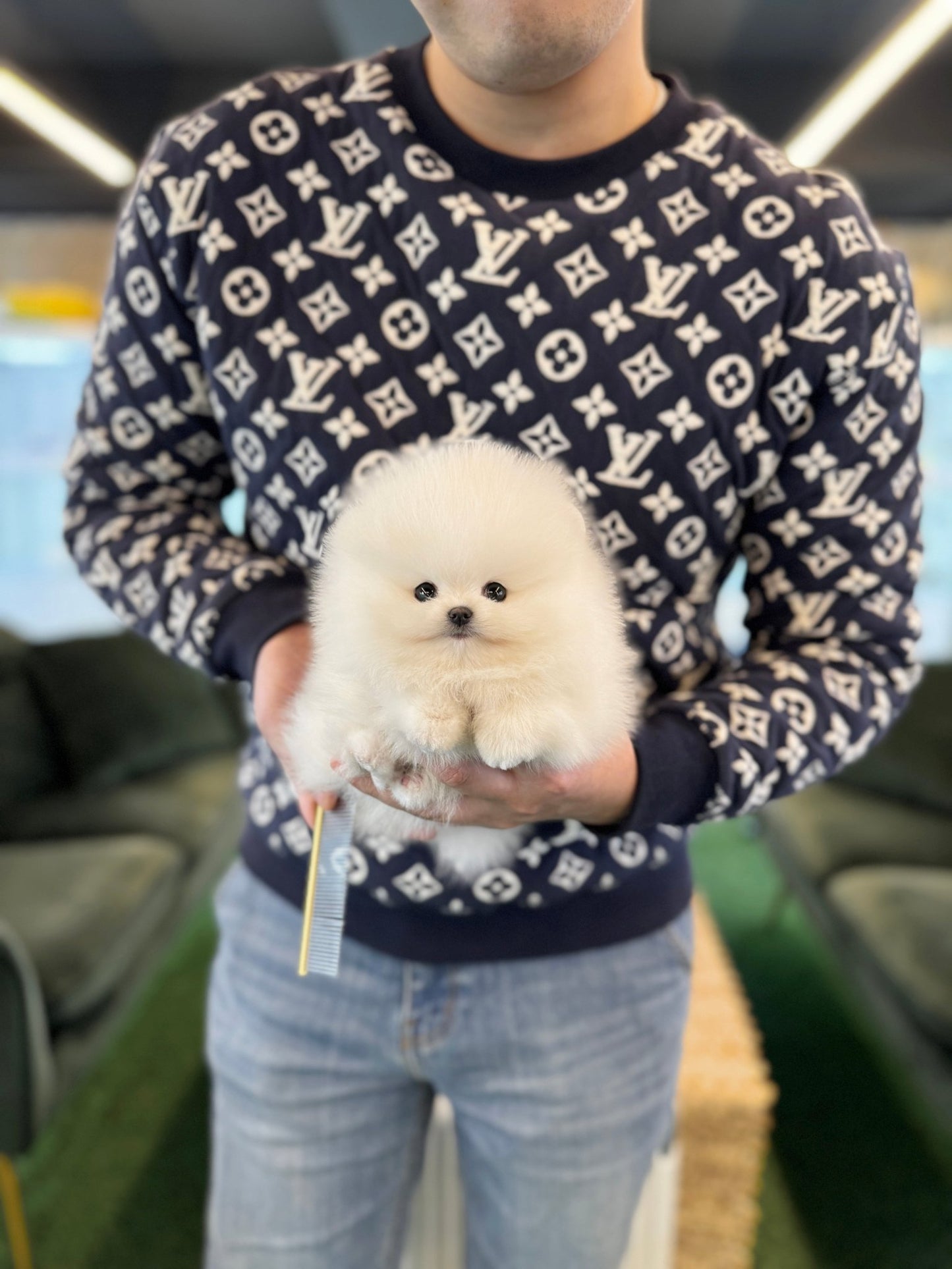 Pomeranian - Dolong(Male) - Beautiful puppy teacup puppy with adorable features available for adoption from Velydog