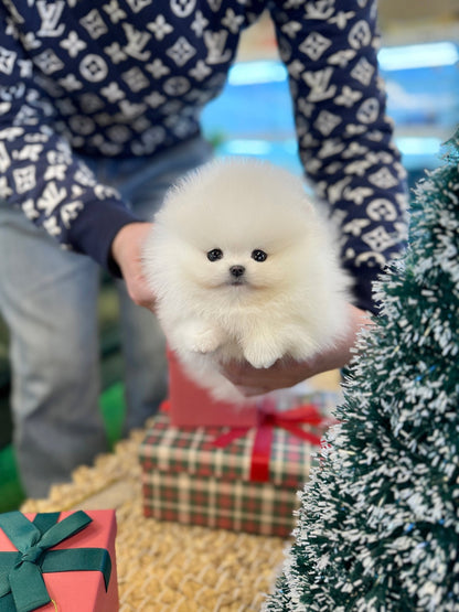 Pomeranian - Dolong(Male) - Beautiful puppy teacup puppy with adorable features available for adoption from Velydog