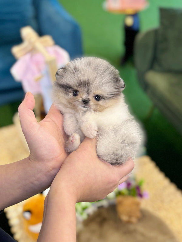 Pomeranian - Doremi(Female) - Beautiful puppy teacup puppy with adorable features available for adoption from Velydog