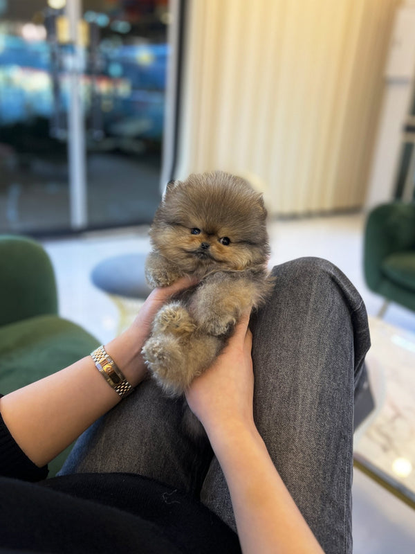 Pomeranian - Doto - Beautiful puppy teacup puppy with adorable features available for adoption from Velydog