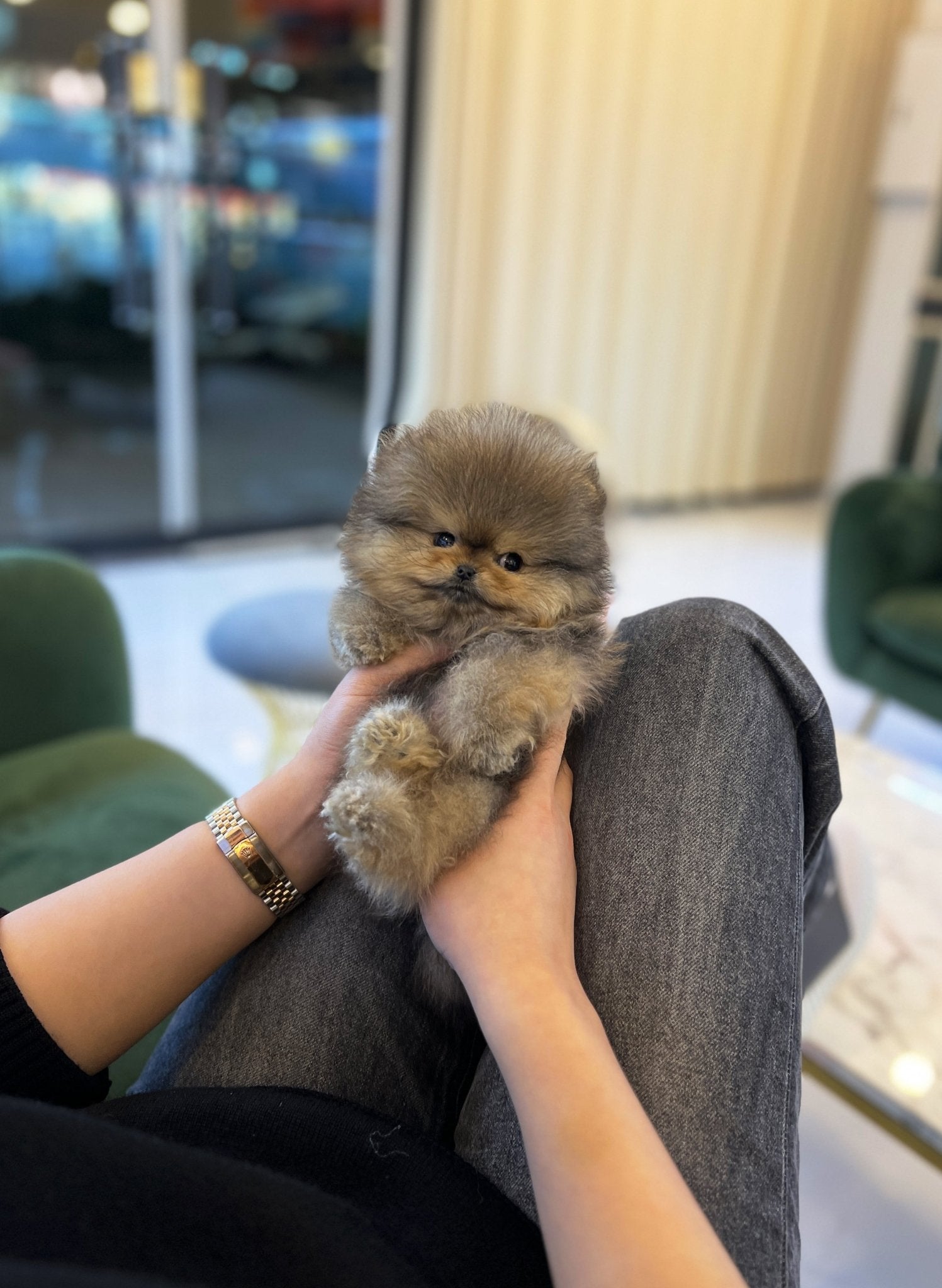 Pomeranian - Doto - Beautiful puppy teacup puppy with adorable features available for adoption from Velydog