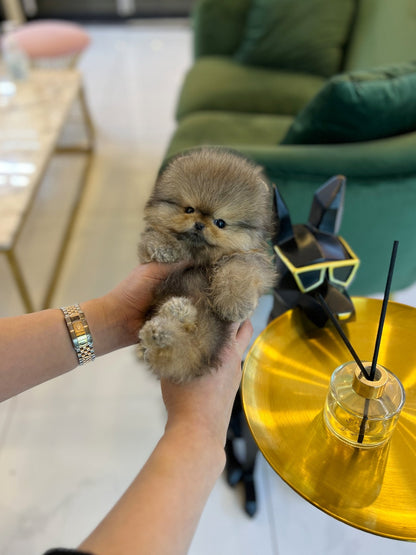 Pomeranian - Doto - Beautiful puppy teacup puppy with adorable features available for adoption from Velydog