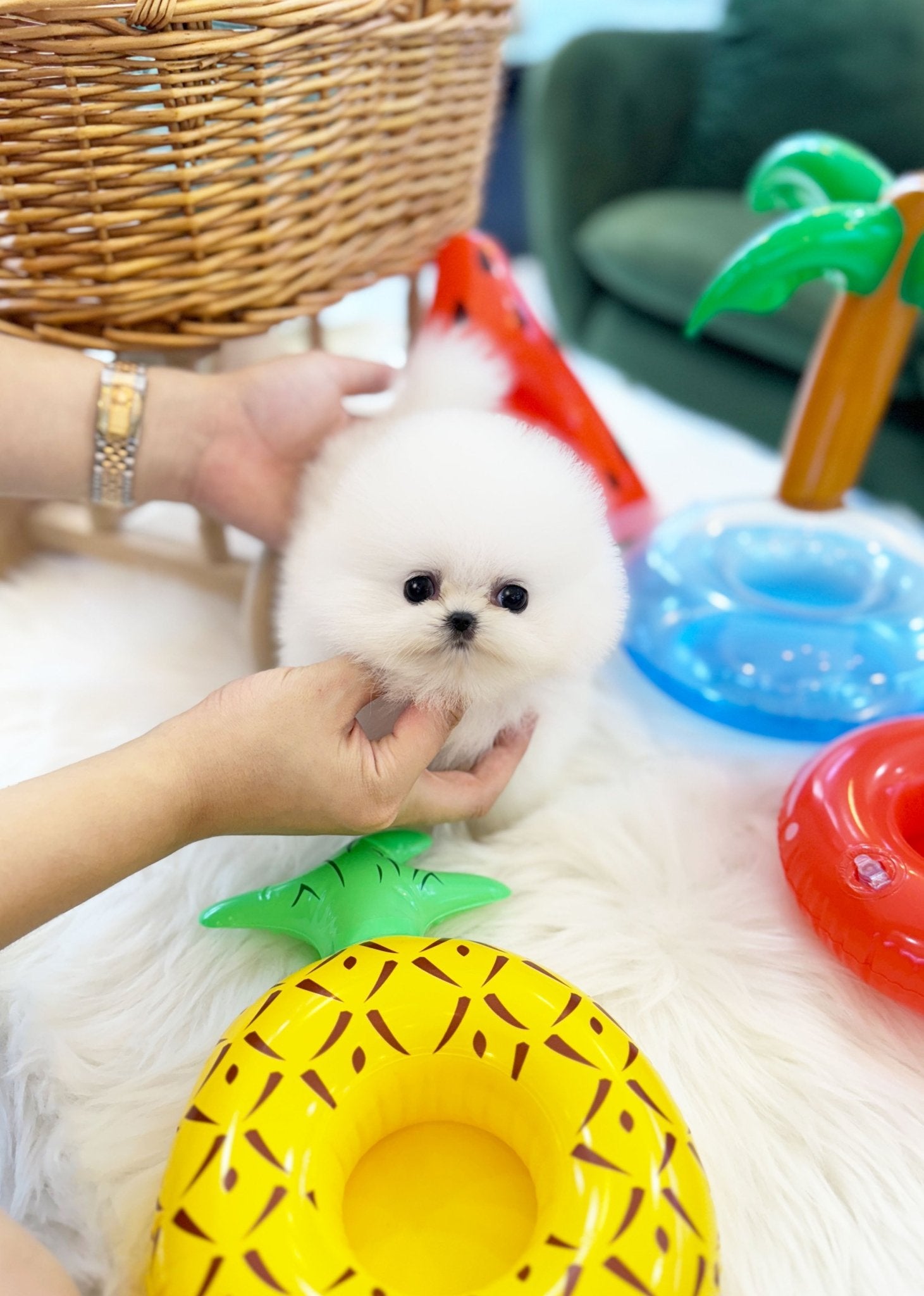 Pomeranian - Dumbo(Male) - Beautiful puppy teacup puppy with adorable features available for adoption from Velydog