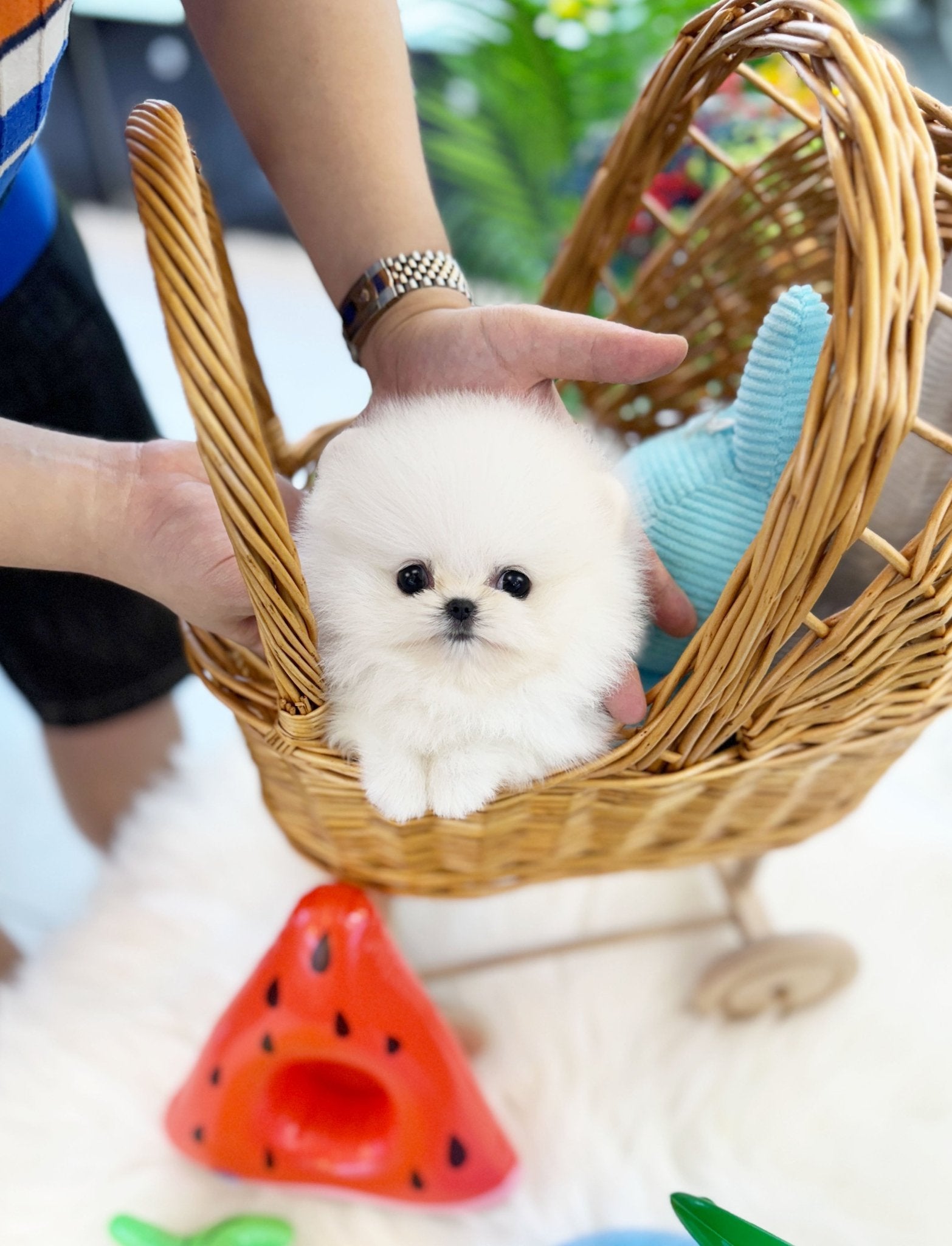 Pomeranian - Dumbo(Male) - Beautiful puppy teacup puppy with adorable features available for adoption from Velydog