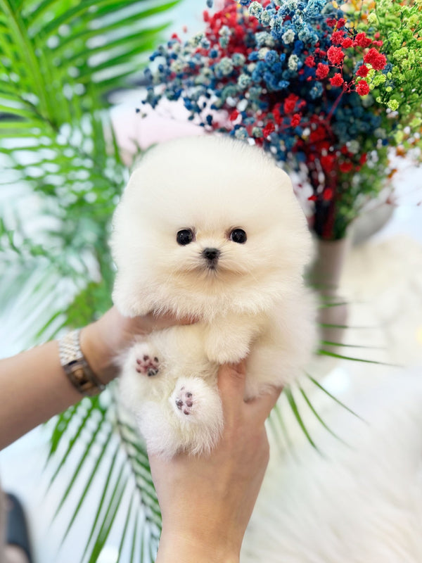 Pomeranian - Dumbo(Male) - Beautiful puppy teacup puppy with adorable features available for adoption from Velydog