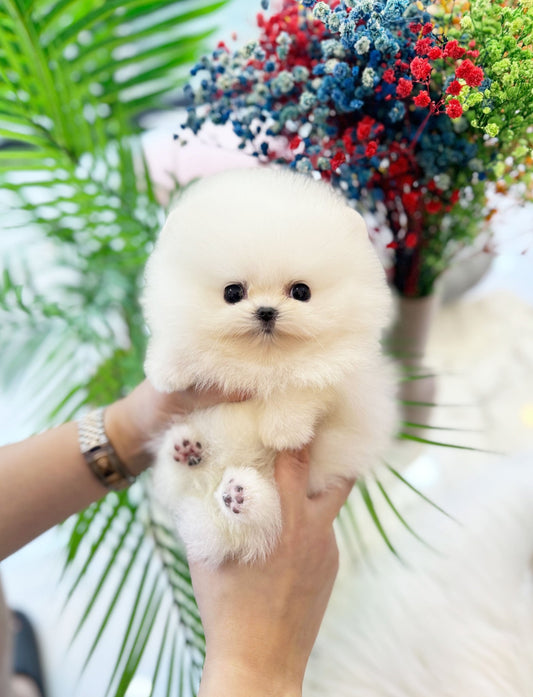 Pomeranian - Dumbo(Male) - Beautiful puppy teacup puppy with adorable features available for adoption from Velydog