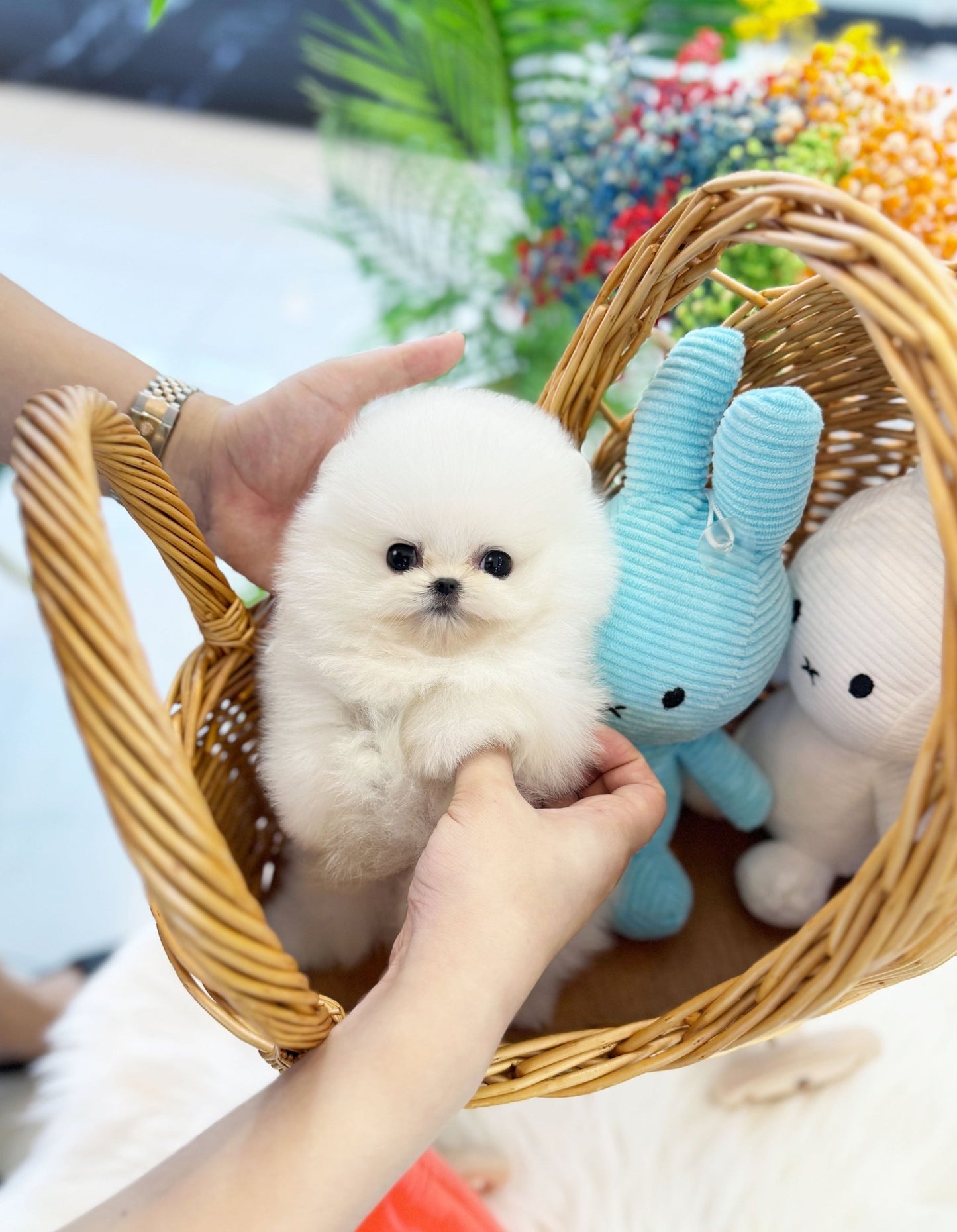 Pomeranian - Dumbo(Male) - Beautiful puppy teacup puppy with adorable features available for adoption from Velydog