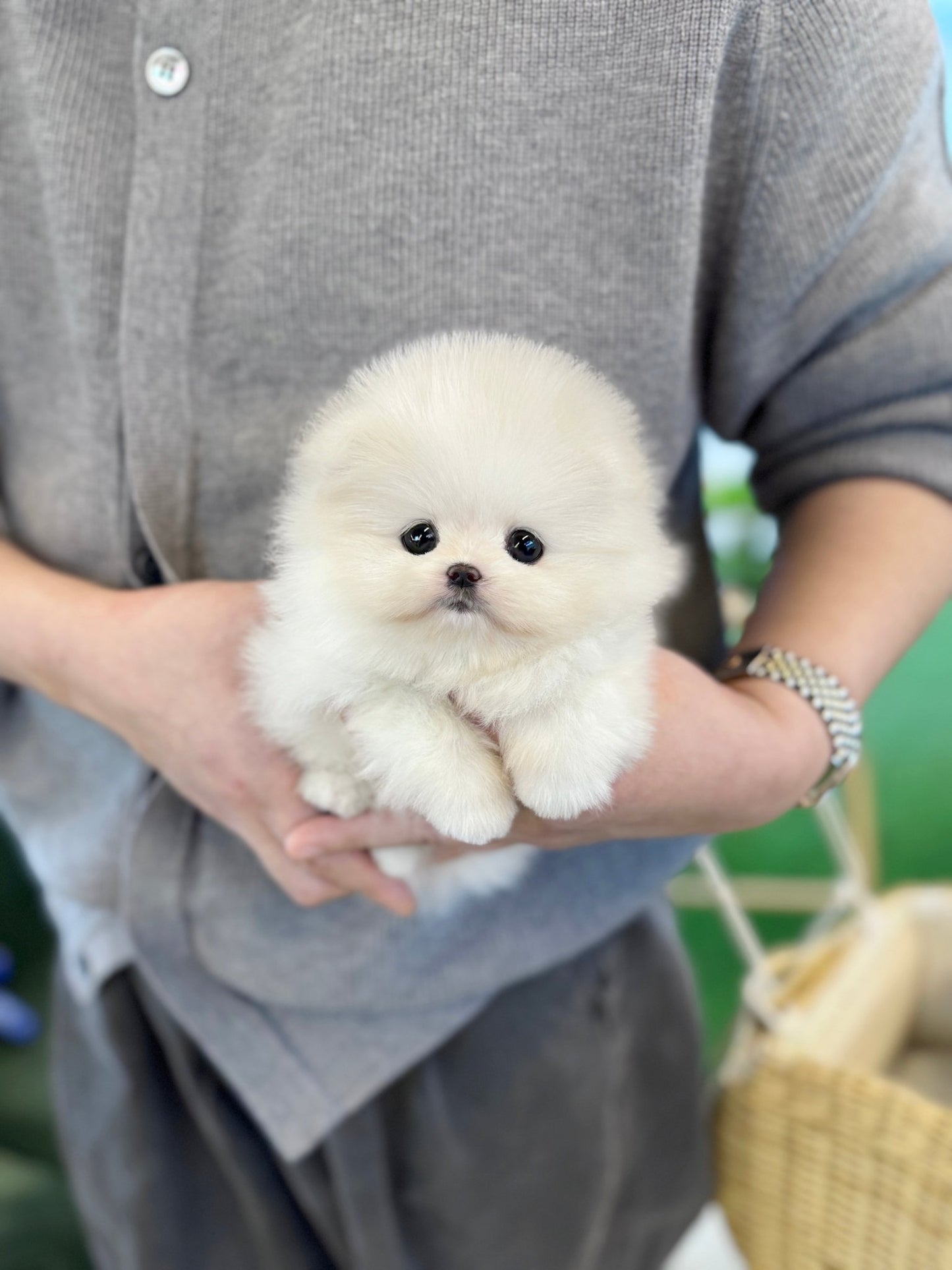 Pomeranian - Dumpling(Female) - Beautiful puppy teacup puppy with adorable features available for adoption from Velydog