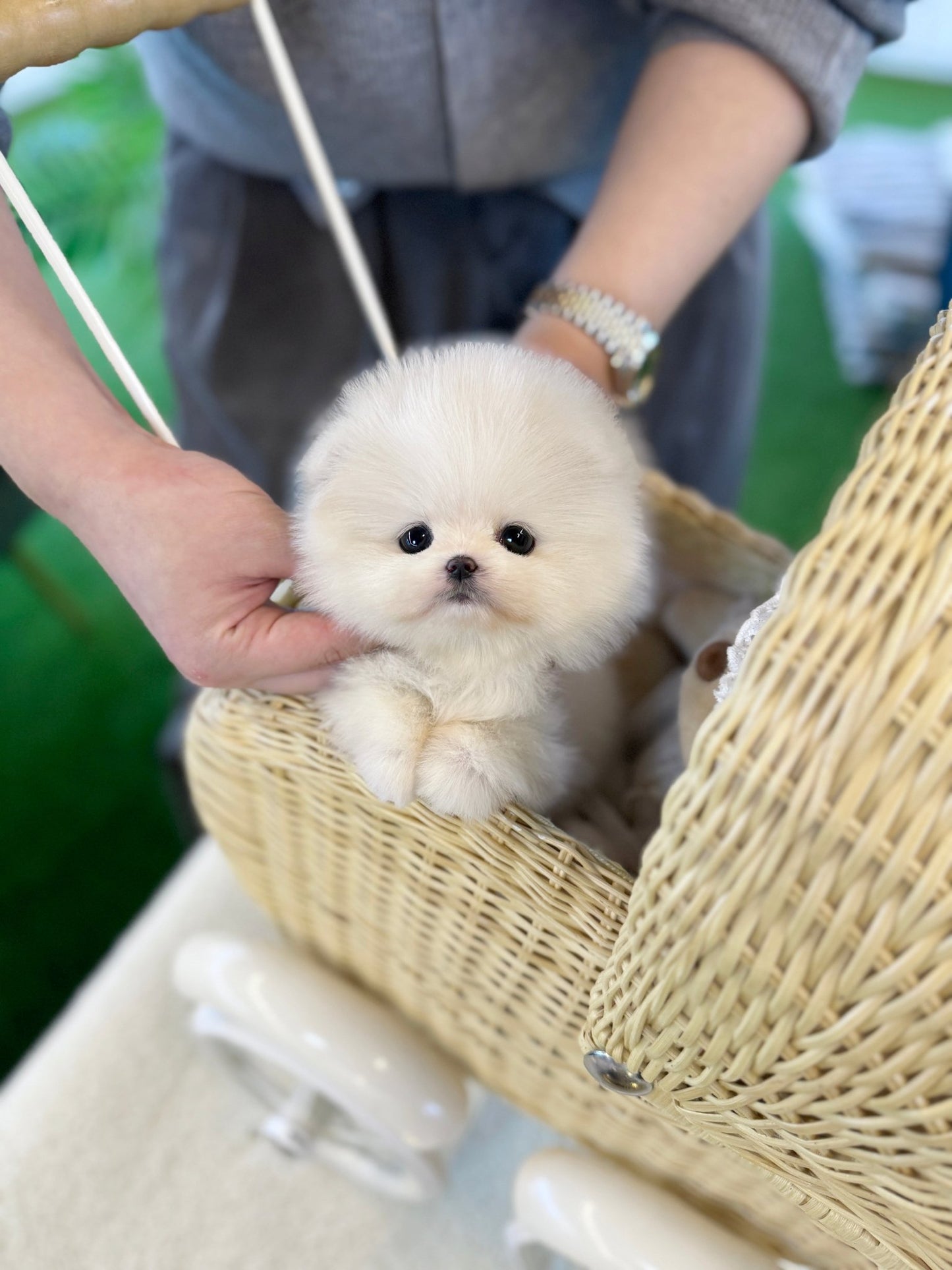 Pomeranian - Dumpling(Female) - Beautiful puppy teacup puppy with adorable features available for adoption from Velydog