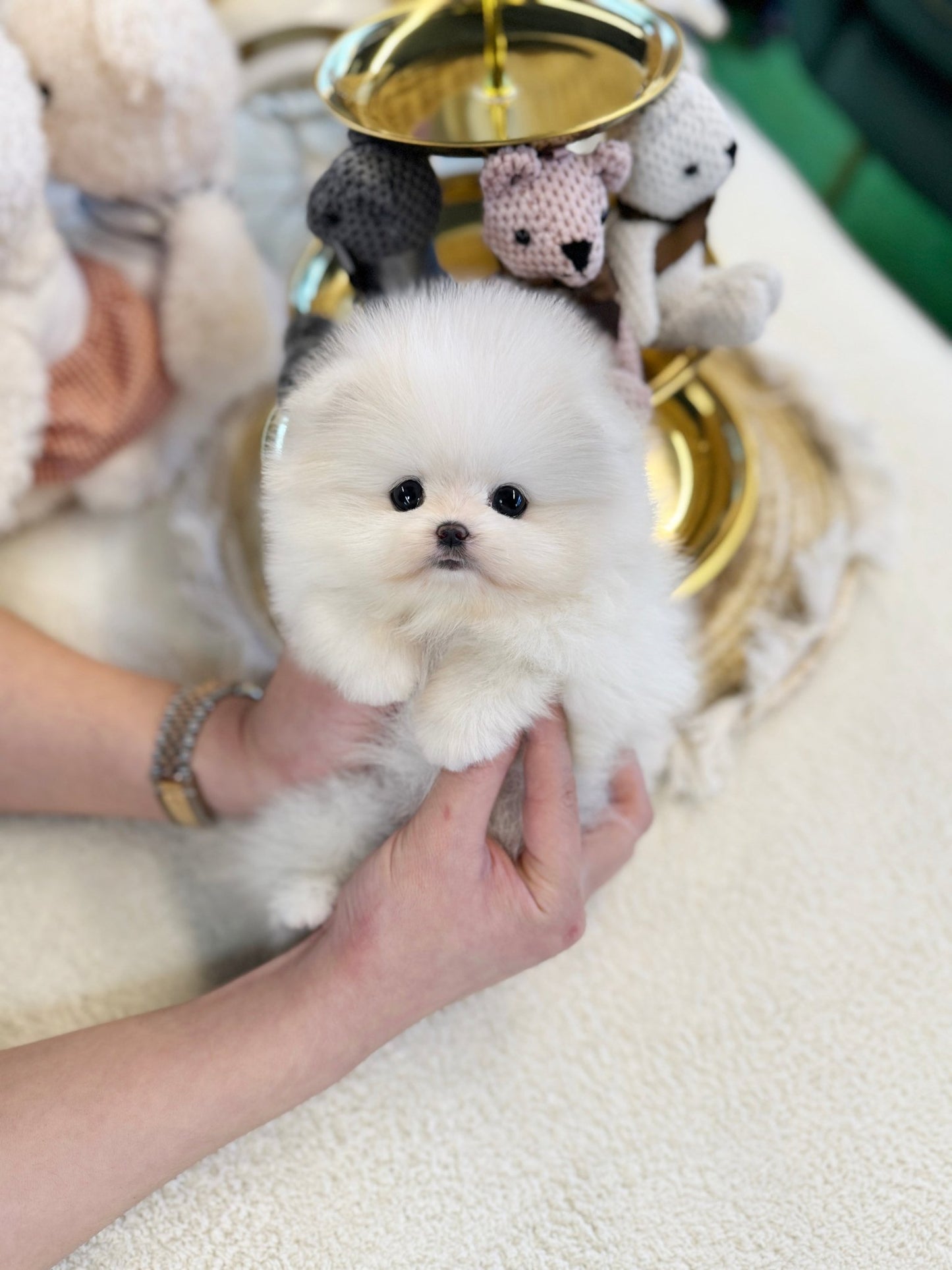 Pomeranian - Dumpling(Female) - Beautiful puppy teacup puppy with adorable features available for adoption from Velydog