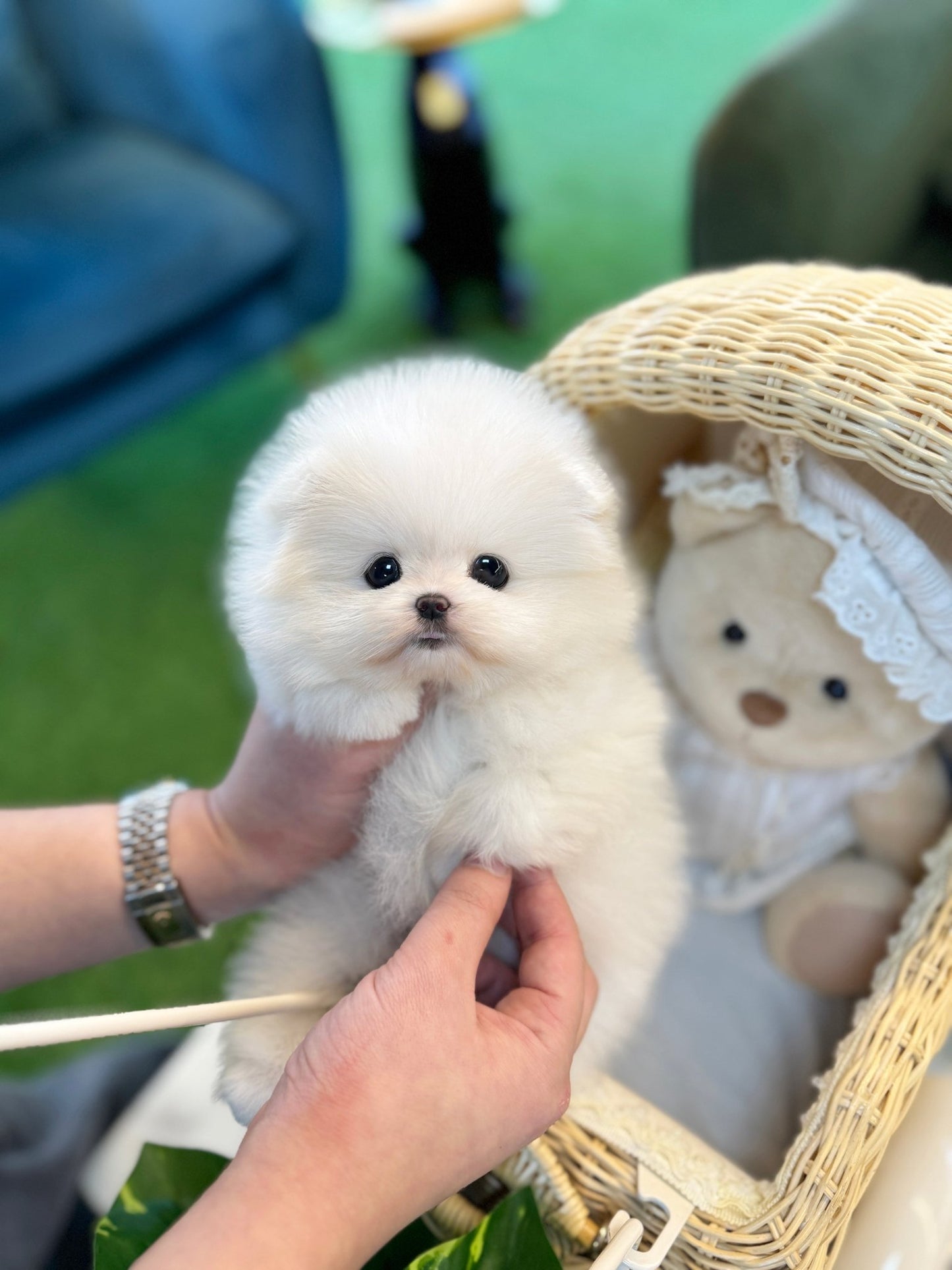 Pomeranian - Dumpling(Female) - Beautiful puppy teacup puppy with adorable features available for adoption from Velydog