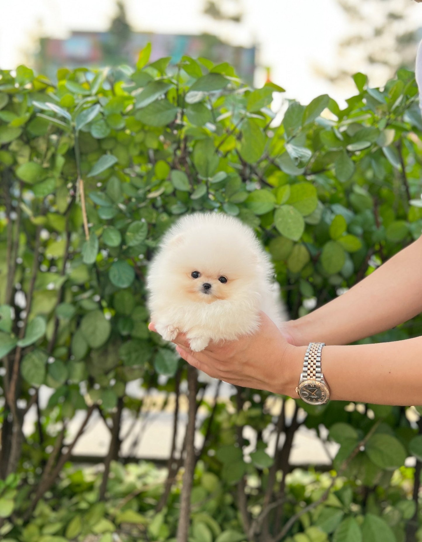 Pomeranian - Emily(Female) - Beautiful puppy teacup puppy with adorable features available for adoption from Velydog