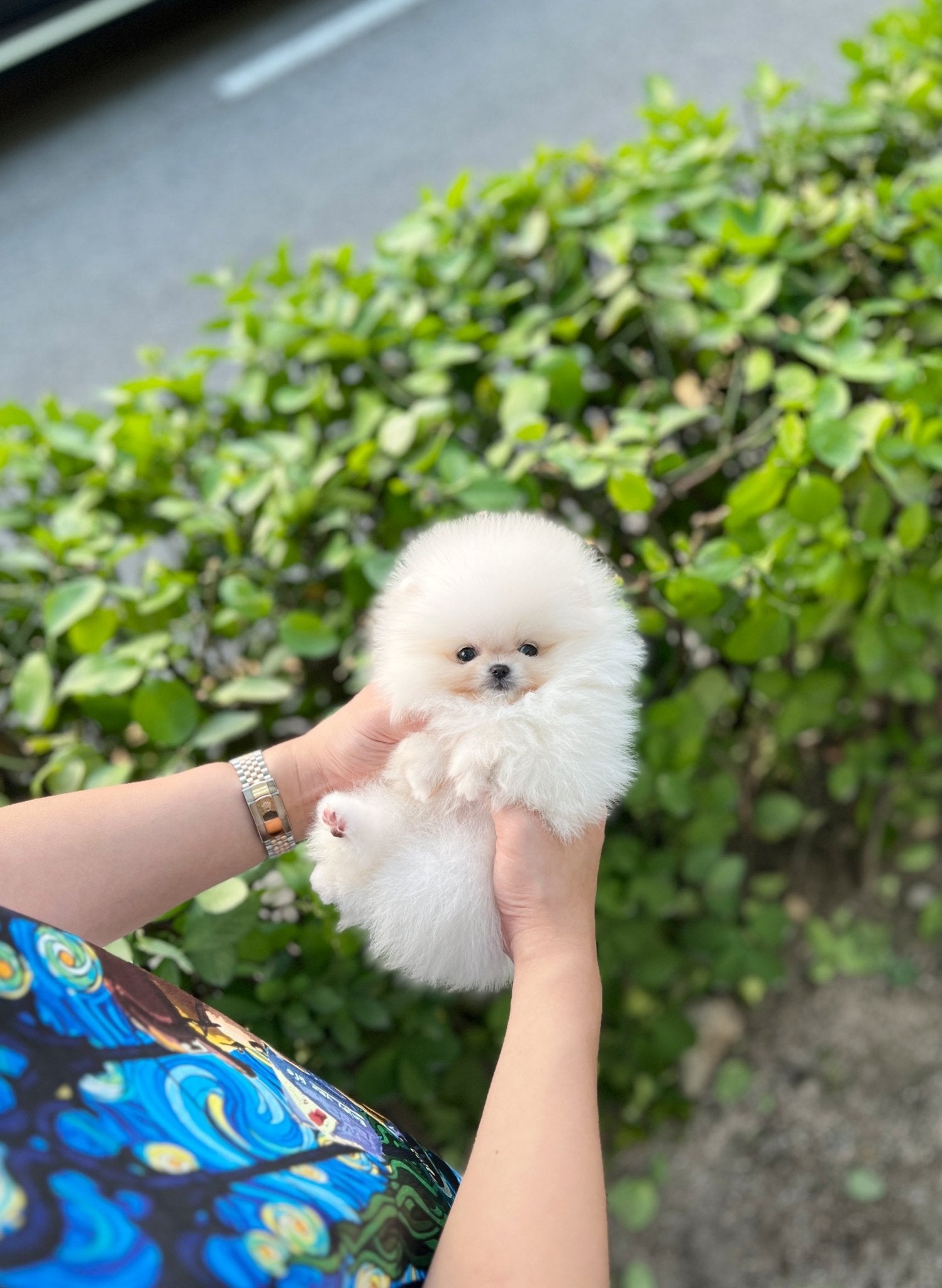 Pomeranian - Emily(Female) - Beautiful puppy teacup puppy with adorable features available for adoption from Velydog