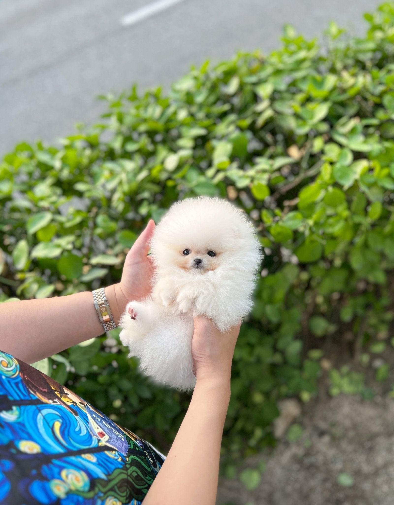 Pomeranian - Emily(Female) - Beautiful puppy teacup puppy with adorable features available for adoption from Velydog