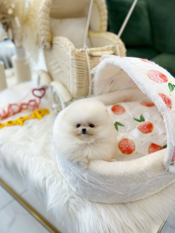 Pomeranian - Emily(Female) - Beautiful puppy teacup puppy with adorable features available for adoption from Velydog