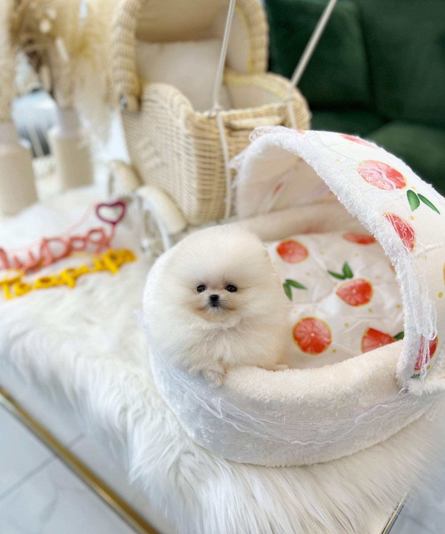 Pomeranian - Emily(Female) - Beautiful puppy teacup puppy with adorable features available for adoption from Velydog