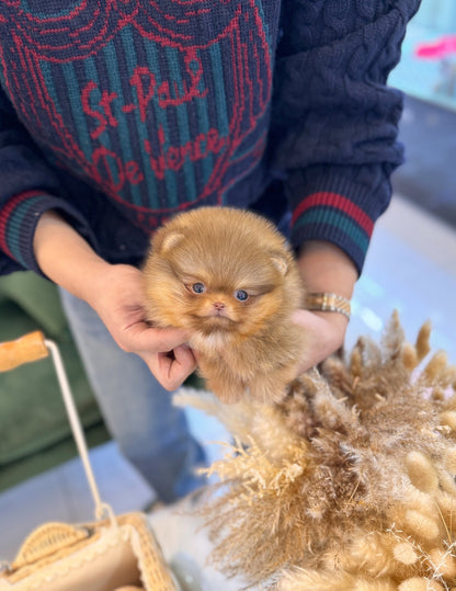 Pomeranian - Evan(Male) - Beautiful puppy teacup puppy with adorable features available for adoption from Velydog