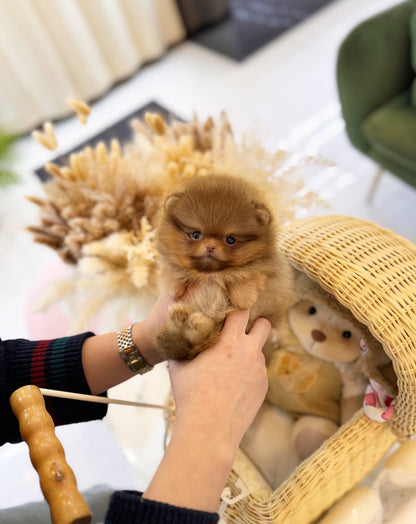 Pomeranian - Evan(Male) - Beautiful puppy teacup puppy with adorable features available for adoption from Velydog