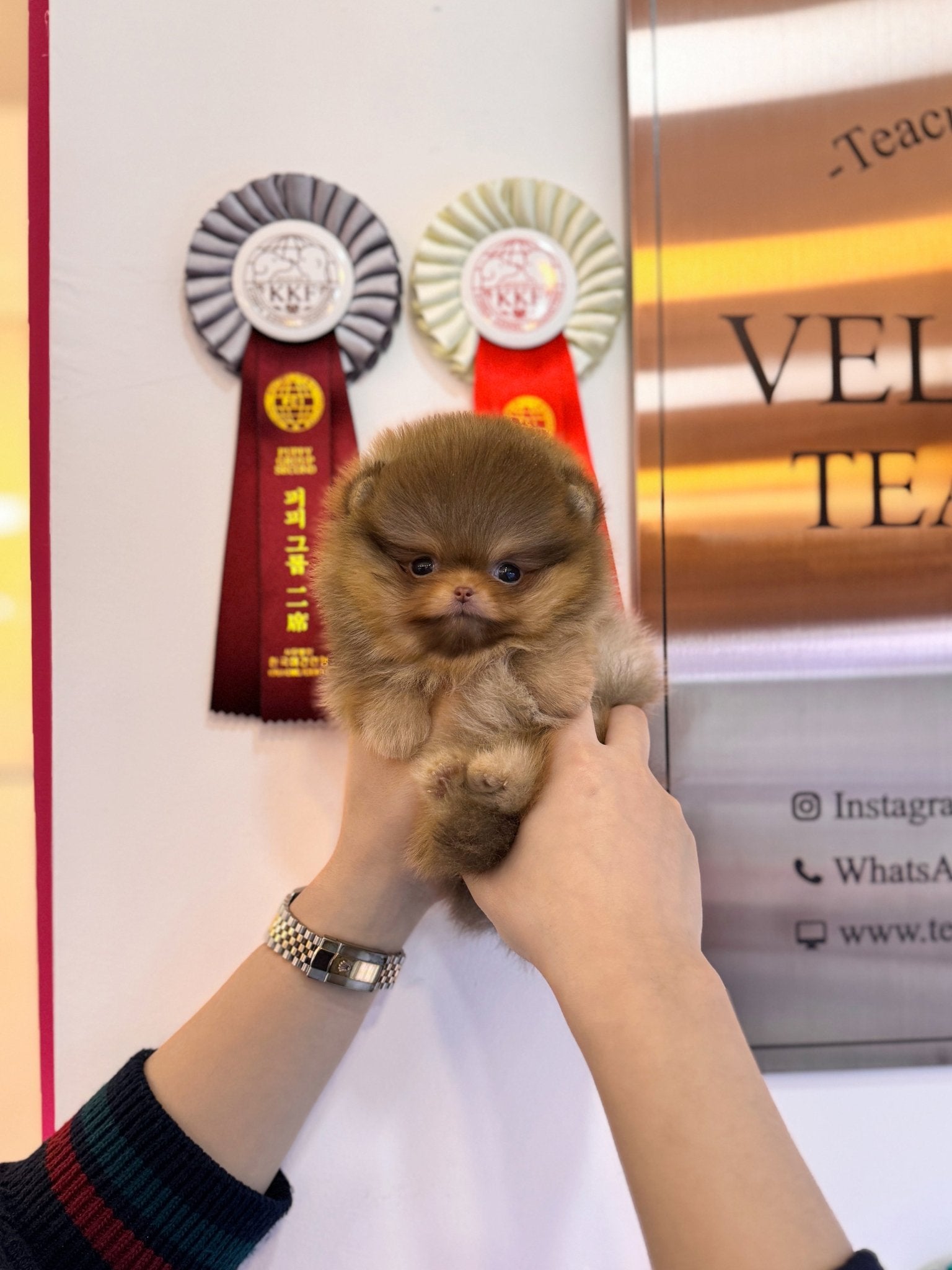 Pomeranian - Evan(Male) - Beautiful puppy teacup puppy with adorable features available for adoption from Velydog