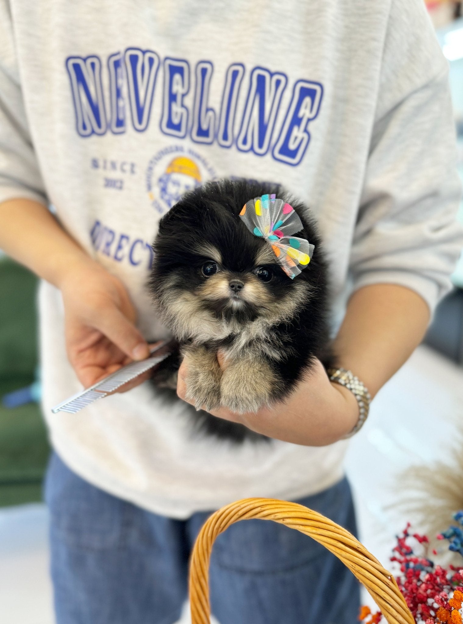 Pomeranian - Gloria(Female) - Beautiful puppy teacup puppy with adorable features available for adoption from Velydog