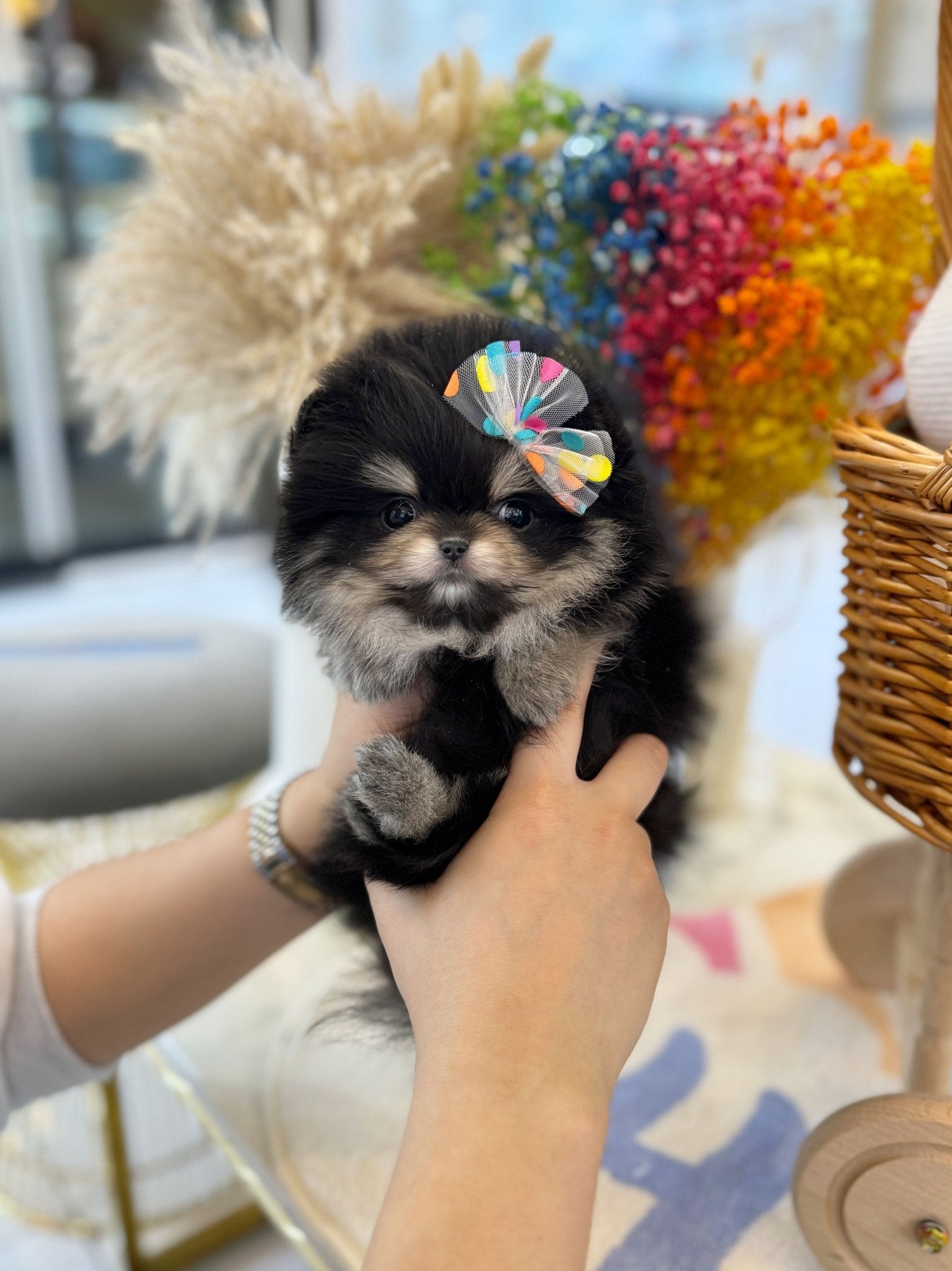 Pomeranian - Gloria(Female) - Beautiful puppy teacup puppy with adorable features available for adoption from Velydog